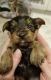 Yorkshire Terrier Puppies for sale in Alabama Ave, Brooklyn, NY 11207, USA. price: NA