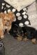 Yorkshire Terrier Puppies for sale in Louisiana St, Houston, TX, USA. price: NA