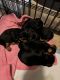 Yorkshire Terrier Puppies for sale in Clovis, CA, USA. price: $1,450