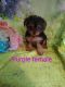 Yorkshire Terrier Puppies for sale in Afton, VA 22920, USA. price: $1,000