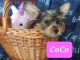 Yorkshire Terrier Puppies for sale in New Carlisle, OH 45344, USA. price: $1,800