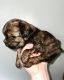 Yorkshire Terrier Puppies for sale in Utah County, UT, USA. price: $3,000