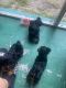 Yorkshire Terrier Puppies for sale in St. Petersburg, FL, USA. price: $1,200