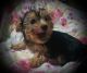 Yorkshire Terrier Puppies for sale in Ocklawaha, FL 32179, USA. price: $850