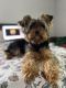 Yorkshire Terrier Puppies for sale in 501 N River Dr, Sandy Springs, GA 30350, USA. price: NA