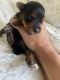 Yorkshire Terrier Puppies for sale in McKinney, TX, USA. price: $800
