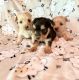 Yorkshire Terrier Puppies for sale in 952 Walters Rd, Lucasville, OH 45648, USA. price: $1,200
