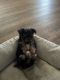 Yorkshire Terrier Puppies for sale in Ionia, MI 48846, USA. price: NA