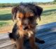Yorkshire Terrier Puppies for sale in Wichita Falls, TX, USA. price: $800