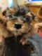 Yorkshire Terrier Puppies for sale in 3201 E Diana Dr, North Las Vegas, NV 89030, USA. price: NA