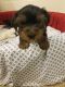Yorkshire Terrier Puppies for sale in Fontana, CA 92336, USA. price: $1,200