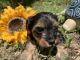 Yorkshire Terrier Puppies for sale in Cocoa, FL, USA. price: $2,200