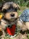 Yorkshire Terrier Puppies for sale in Cocoa, FL, USA. price: $2,400