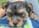 Yorkshire Terrier Puppies for sale in Poinciana, FL, USA. price: $12,001,500