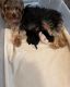 Yorkshire Terrier Puppies for sale in McKinney, TX, USA. price: $3,000
