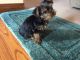 Yorkshire Terrier Puppies for sale in Lebanon, MO 65536, USA. price: $900