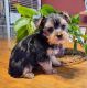Yorkshire Terrier Puppies for sale in Charlton, MA 01507, USA. price: $1,750