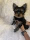 Yorkshire Terrier Puppies for sale in Wayland, MI 49348, USA. price: NA
