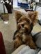 Yorkshire Terrier Puppies for sale in Naples, FL, USA. price: $2,999