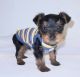 Yorkshire Terrier Puppies for sale in Coweta, OK, USA. price: $1,000