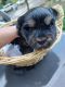 Yorkshire Terrier Puppies for sale in Milwaukee, WI 53212, USA. price: $900