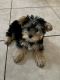 Yorkshire Terrier Puppies for sale in Las Vegas, NV, USA. price: $1,800