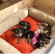 Yorkshire Terrier Puppies for sale in 900018 S 3370 Rd, Wellston, OK 74881, USA. price: $500