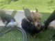Yorkshire Terrier Puppies for sale in Apple Valley, CA, USA. price: $3,500