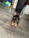 Yorkshire Terrier Puppies for sale in Ravenna, OH 44266, USA. price: NA