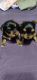 Yorkshire Terrier Puppies for sale in Princeton, WV 24739, USA. price: NA