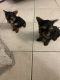 Yorkshire Terrier Puppies for sale in Austell, GA, USA. price: $1,300