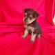 Yorkshire Terrier Puppies for sale in Pearson, GA 31642, USA. price: NA