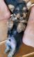 Yorkshire Terrier Puppies for sale in Greer, SC, USA. price: $1,500