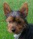 Yorkshire Terrier Puppies for sale in 2570 Beech Rd, Bremen, IN 46506, USA. price: $800