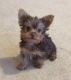 Yorkshire Terrier Puppies for sale in Lebanon, MO 65536, USA. price: $1,000