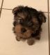 Yorkshire Terrier Puppies for sale in Katy, TX, USA. price: $800