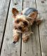 Yorkshire Terrier Puppies for sale in Watertown, NY 13601, USA. price: $1,500