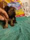 Yorkshire Terrier Puppies for sale in Pembroke Pines, FL, USA. price: $600