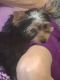 Yorkshire Terrier Puppies for sale in Crawfordville, FL 32327, USA. price: NA