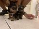 Yorkshire Terrier Puppies for sale in Austell, GA, USA. price: $1,000