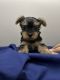 Yorkshire Terrier Puppies for sale in Fontana, CA, USA. price: $975