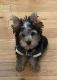 Yorkshire Terrier Puppies for sale in Appleton, WI, USA. price: NA