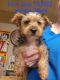 Yorkshire Terrier Puppies for sale in Hattiesburg, MS, USA. price: $800