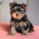 Yorkshire Terrier Puppies for sale in 400 N Tampa St #2600, Tampa, FL 33602, USA. price: $1,000