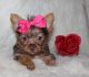 Yorkshire Terrier Puppies for sale in Leesville, LA 71446, USA. price: $3,000