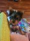 Yorkshire Terrier Puppies for sale in Robersonville, NC 27871, USA. price: NA