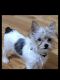 Yorkshire Terrier Puppies for sale in East Chicago, IN, USA. price: $2,000
