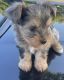 Yorkshire Terrier Puppies for sale in Mission Viejo, CA 92691, USA. price: $1,000