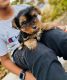Yorkshire Terrier Puppies for sale in Tampa, FL, USA. price: $1,800