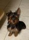Yorkshire Terrier Puppies for sale in Stanley, NC, USA. price: $600